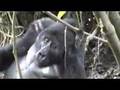 Gorillas in Bwindi: Silverback