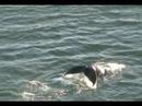 Whales come up to Alaskan Cruise Ship