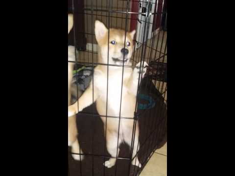 ACA Female Shiba Inu