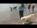 Toggle at the Dog Park 9-7-08 Toggle at the Dog Park 9-7-08