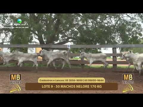 528� LEIL�O VIRTUAL MB LEIL�ES