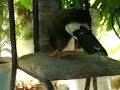 aguila pendeja