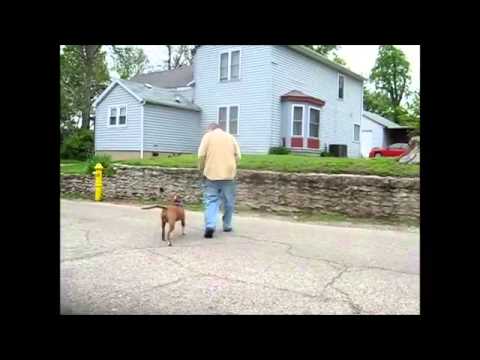cincinnati - This is a Video compilation of 1 Puppies being trained in Obedience in a Cincinnati Ohio Dog and Puppy Training School. These puppies are very young - No foo...