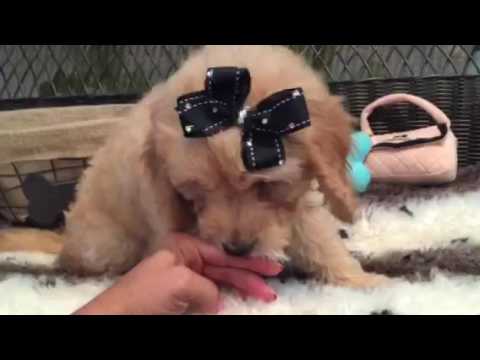 HANDSOME MINI GOLDENDOODLE PUPPY, F1