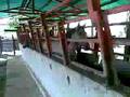 caballo criollo ucla