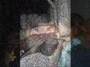 anniversaire babou