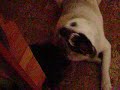 Falko op?t v nesn�z�ch