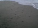 tortuga-golfina.html