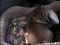 Sasha\ Sasha\