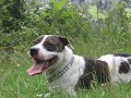 DANU - American Pitbull Terrier DANU - American Pitbull Terrier