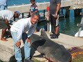 Tiger Sharks in Puerto Rico