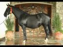 tall black   ultra fancy pre brother to gabriela dm