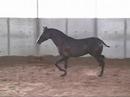 tall black   ultra fancy pre brother to gabriela dm