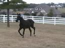 tall black   ultra fancy pre brother to gabriela dm