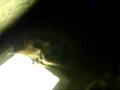 Close encounter with a sleeping little Bat