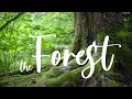 THE FOREST  | Cinematic short film / Nature B-roll