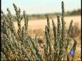 Click para Ver : Reserva de la Biosfera de La Mancha Húmeda. LIFE Humedales de La Mancha Reportaje Informativo TVE Castilla La Mancha 11/07/2014