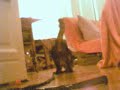 polifemo e' cieco, ma la pallina sa riprenderla e riportarla benissimo, pero' stavolta si e' stufato prima che riuscissi a registrare le sue performance. questo video e' solo un esperimento di registrazione diretta da webcam su youtube (vedo che ha grossi problemi di audio).
my blind cat polifemo is great at catching a ball and returning it to me or to my wife - but this time he got tired before i learned how to record a youtube video live. this video is but a first experiment of video capture to youtube from the webcam (i see it has serious audio problems).