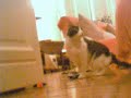 polifemo e' cieco, ma la pallina sa riprenderla e riportarla benissimo, pero' stavolta si e' stufato prima che riuscissi a registrare le sue performance. questo video e' solo un esperimento di registrazione diretta da webcam su youtube (vedo che ha grossi problemi di audio).
my blind cat polifemo is great at catching a ball and returning it to me or to my wife - but this time he got tired before i learned how to record a youtube video live. this video is but a first experiment of video capture to youtube from the webcam (i see it has serious audio problems).