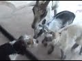 Goat Versus Dog