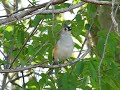Tufted Titmouse singing
