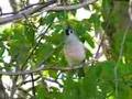 Tufted Titmouse singing