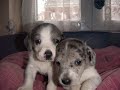 reflexe adoption reflexe adoption