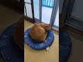 今朝もひんやりクッションからニャルソックかな？😺 #toraneko #cat #かわいい猫 #cute #茶トラ猫 #猫のいる暮らし #猫のいる生活 #猫好きさんと繋がりたい #癒し