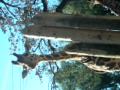 Christmas Eve Giraffe