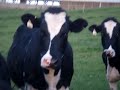 cows gotta luv them lol