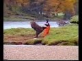 Spot del salmone con combattimento uomo - orso