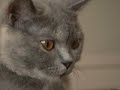 Hurra, wir sind da! British shorthair kitten 7 weeks Hurra, wir sind da! British shorthair kitten 7 weeks