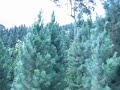 Camp Sabros Zipline