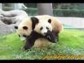 Twin Panda Cub Aihin & Meihin 双子の子パンダ 愛浜&明浜