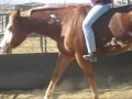 Bridleless Riding