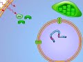 Gene Control in Plants