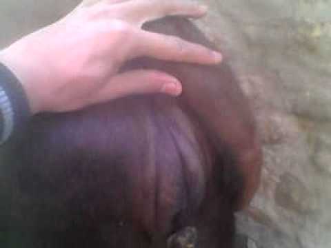 how to treat udder edema