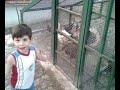 ilbey kozluda hayvanat bah�esinde