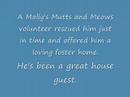 Pete for adoption