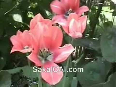 See video