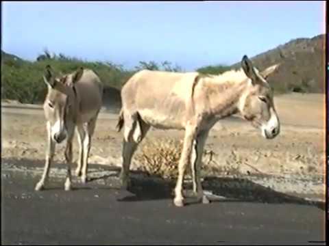 Glimpses of Ascension Island 1992