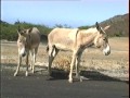 Glimpses of Ascension Island 1992 Glimpses of Ascension Island 1992