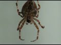 Creepy Crawly