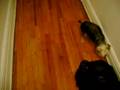 videos de stewie and gizmo