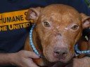 dog fighting