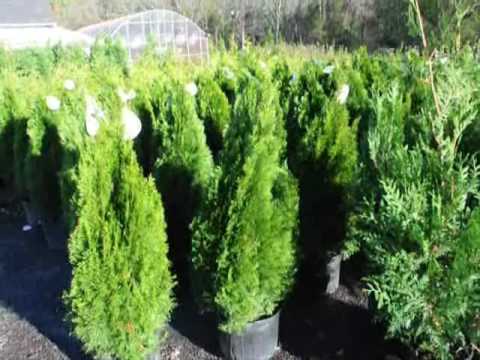 how to fertilize 'emerald green' arborvitae trees