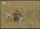 Leopard Mating Twice