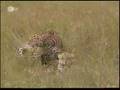 Leopard Mating Twice