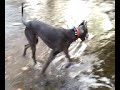 apollo j playing in the creek at caledonia state park