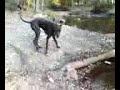 apollo j playing in the creek at caledonia state park